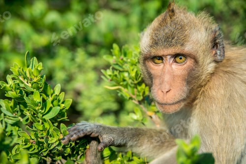 Preview: Portrait of monkey