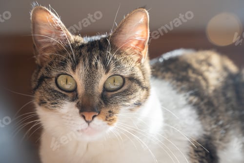 Preview: Multi-coloured cat lying on the bed and looking straight ahead. Palma de Mallorca, Spain