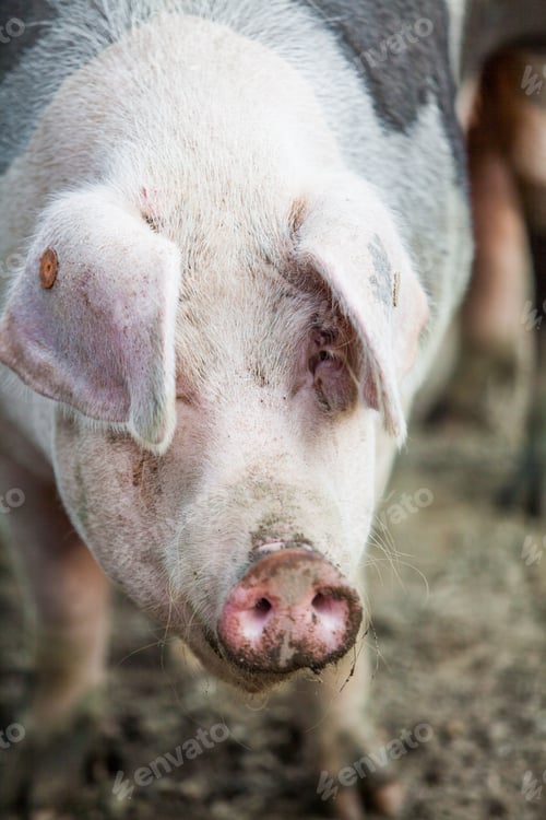 Preview: Pig
