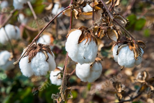 Preview: Cotton field white with ripe cotton ready for harvesting, India