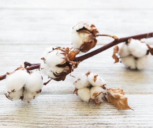 Preview: white cotton flowers