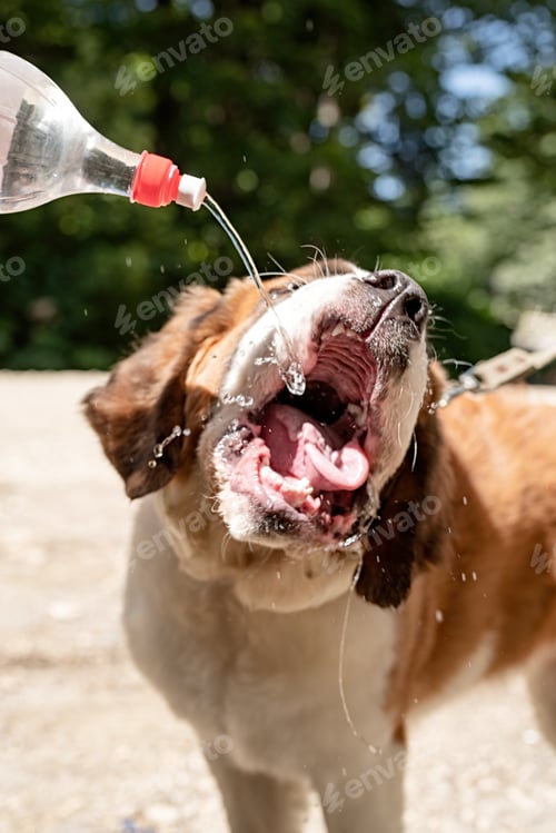 Preview: thirsty st. bernard dog drinking from plastic bottle outdoors in hot summer day, water splashes