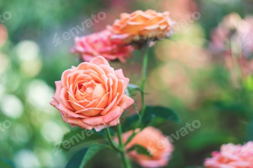 Preview: Garden roses, pink flowers, nature background. Floral wallpaper. Rosebush