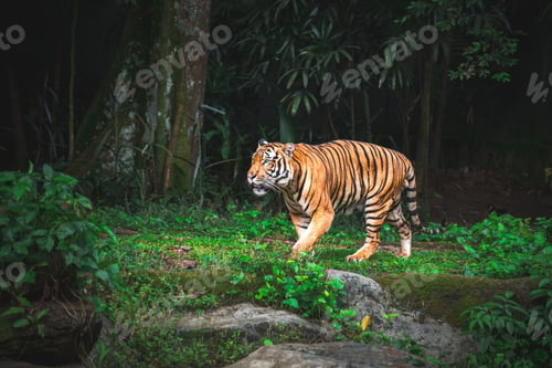Preview: Amazing view from a tiger in among green trees in jungle