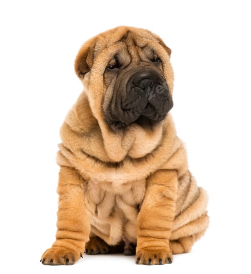 Preview: Shar pei puppy sitting (11 weeks old) isolated on white