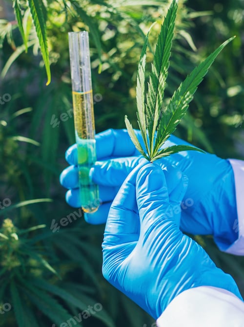 Preview: A doctor holding a medical cannabis study. Selective focus.