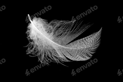 Preview: white feathers on a black isolated background