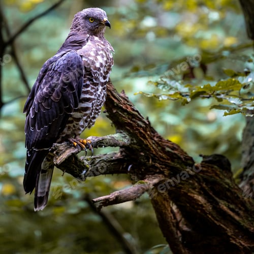 Preview: Close-up shot of a European honey buzzard perched on a tree twig on a blurred background