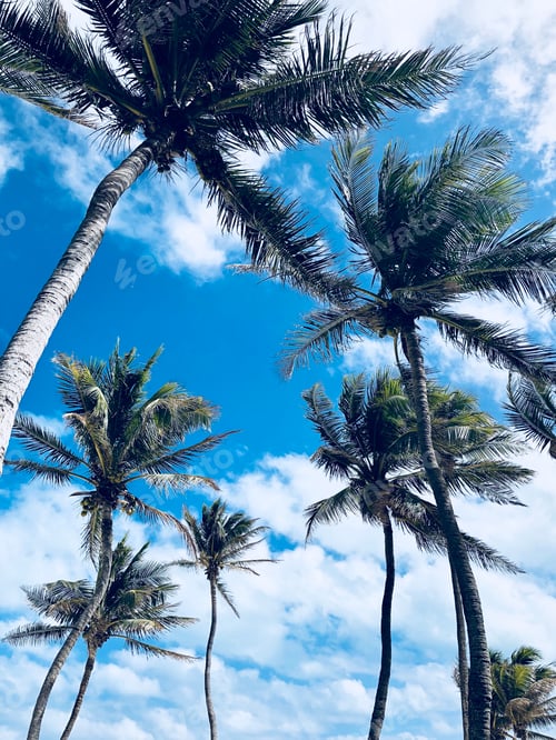 Preview: Tall palm trees reaching high in the beautiful sky.