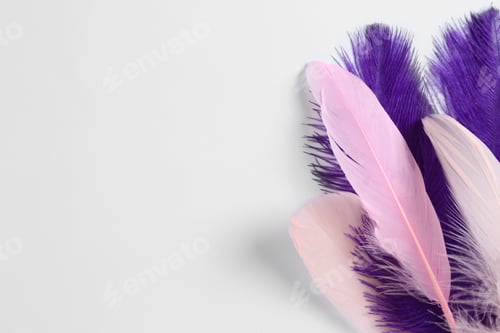 Preview: Beautiful purple and light pink feathers on white background. Space for text