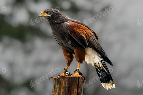 Preview: Black and brown hawk perched atop a wooden post