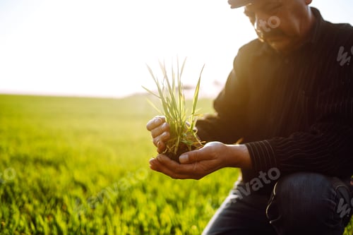 Preview: Young wheat sprout in the hands of a farmer. The farmer considers young wheat in the field.