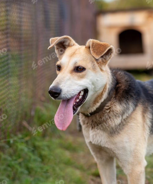 Preview: A cheerful big dog with a chain tongue sticking out. Portrait of a dog