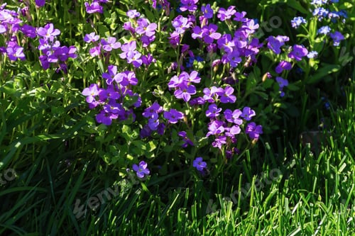 Preview: Aubrieta, aubrieta Lat. Aubrieta purple blooms in the garden in summer.