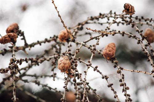 Preview: Small brown cones on tree branch in winter. Blurred background, selective focus.