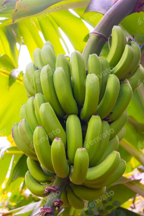Preview: Fresh Organic Green Banana Bunch at Farm
