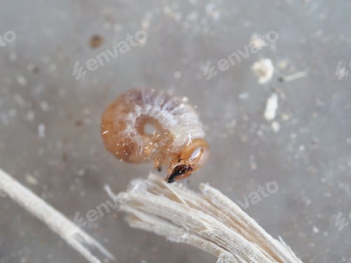 Preview: Larva of giant stag beetle
