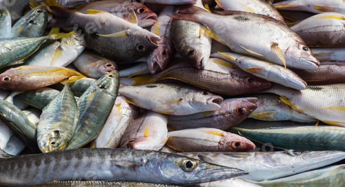 Preview: different types of sea fish