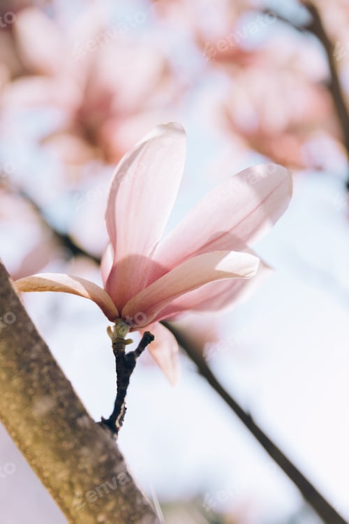 Preview: Pink magnolia branches in bloom. Tulip tree flower blossom in spring.