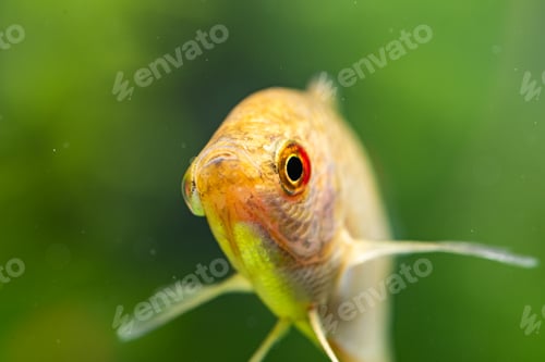 Preview: Aquarium Fish Golden gourami Trichogaster trichopterus Gold