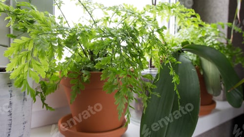 Vista previa: Garden.gardening home. Girl replanting green pasture in home garden.indoor garden,room with plants