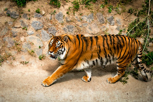Preview: large siberian tiger walking on the rock in his cage at zoo jungle forest wilderness wildlife nature