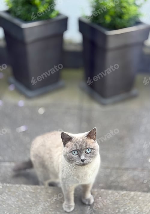 Preview: innocent-looking cat