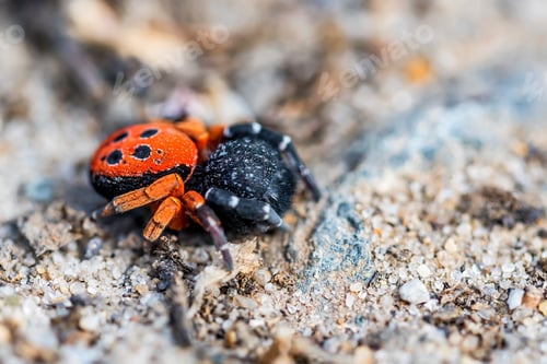 Preview: Ladybird spider or Eresus kollari close