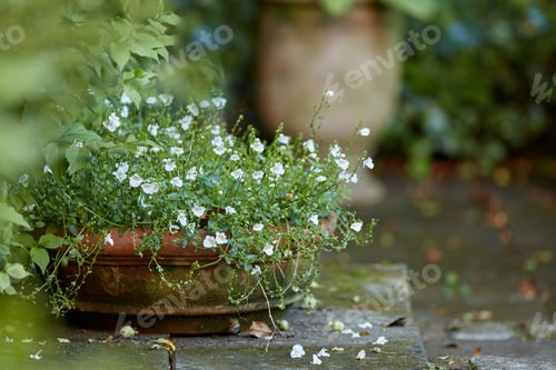 Preview: My garden
