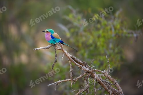 Preview: Lilac-Breasted Roller