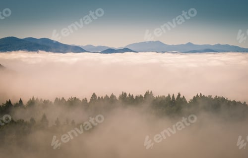 Preview: Fog cover the forest.
