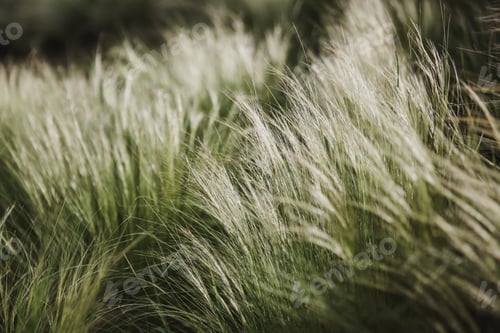 Preview: Fluffy grasses in the wind , blurred, selective focus