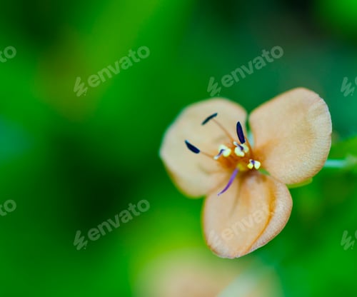 Preview: Beautiful floral spring abstract background of nature.