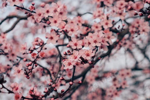 Vorschau: Frühlingsblüten.