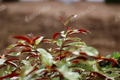 Preview: Red leaf plant closeup