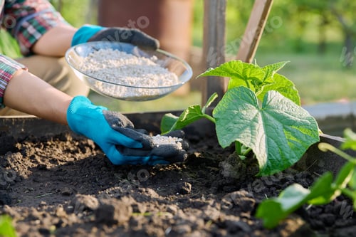 Preview: Close up of mineral fertilizers in hands, fertilizing cucumber plant