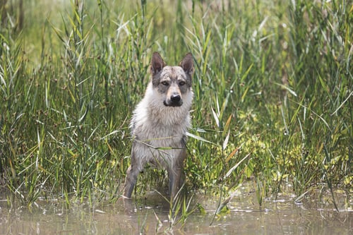 Preview: Cute adorable Czechoslovakian Wolfdog dog enjoying the cold water on a hot weather in the park