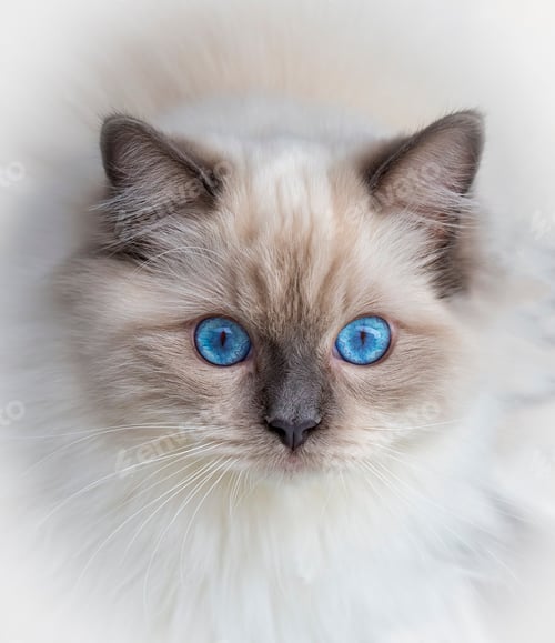 Preview: Cute pet ragdoll cat. Pet animal.
