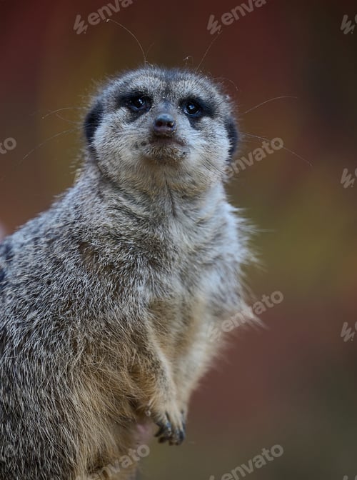 Preview: A meerkat stands and looks ahead on a spring day