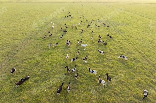 Preview: Production of organic dairy products. Milk cows grazing on green farm pasture.