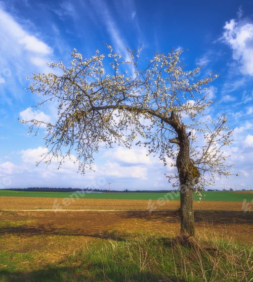 Preview: Meadow with a flowering fruit tree