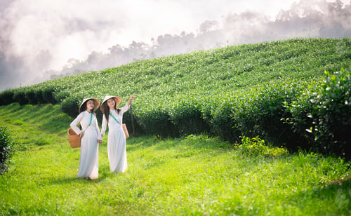 Preview: Woman standing in a lush green tea plantation, holding a large basket filled with freshly tea leaves