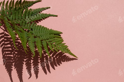 Preview: Leaves composition. Pattern made of wild fern leaves and shadow on pink background