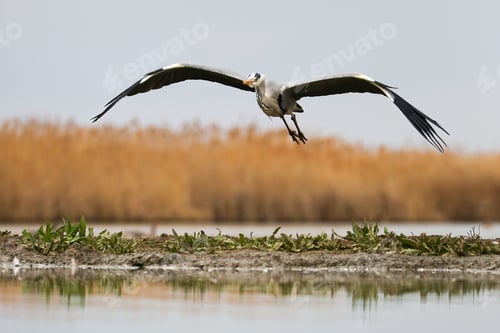 Preview: Grey heron flying over the wetland in spring nature
