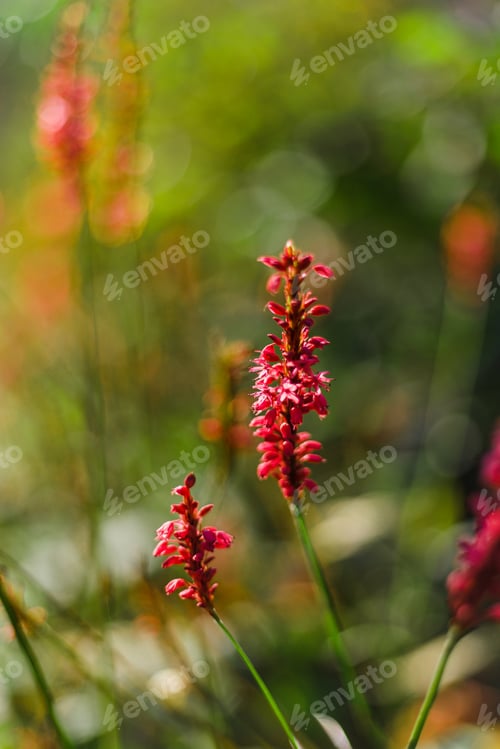Preview: Delicate pink wild flowers on green grass background in springtime. Selective soft focus.
