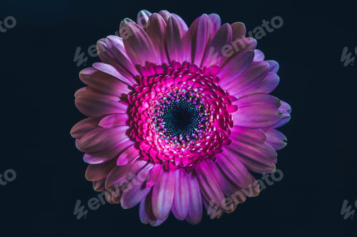 Preview: top view of gerbera flower with purple petals, isolated on black