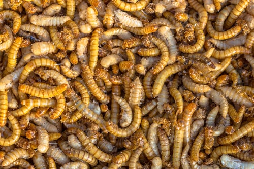 Preview: Mealworm larvae background