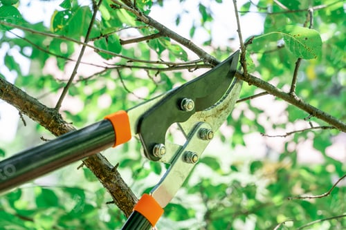 Preview: A man cuts dry branches of fruit trees with secateurs in the garden in spring