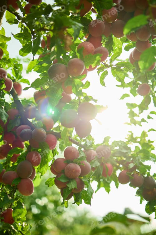 Preview: Ripe plums hang from lush green branches