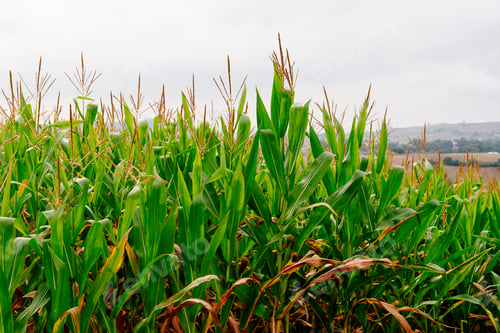 Preview: A green field of corn stalks growing up